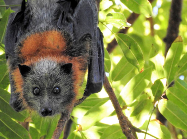 Chauve-souris et entrepreneur Chauve-souris et entrepreneur